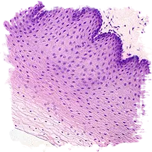 Zafferano e l'Istologia